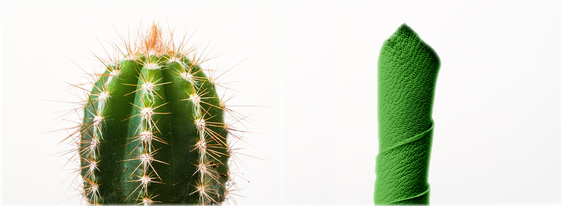 cuir de cactus