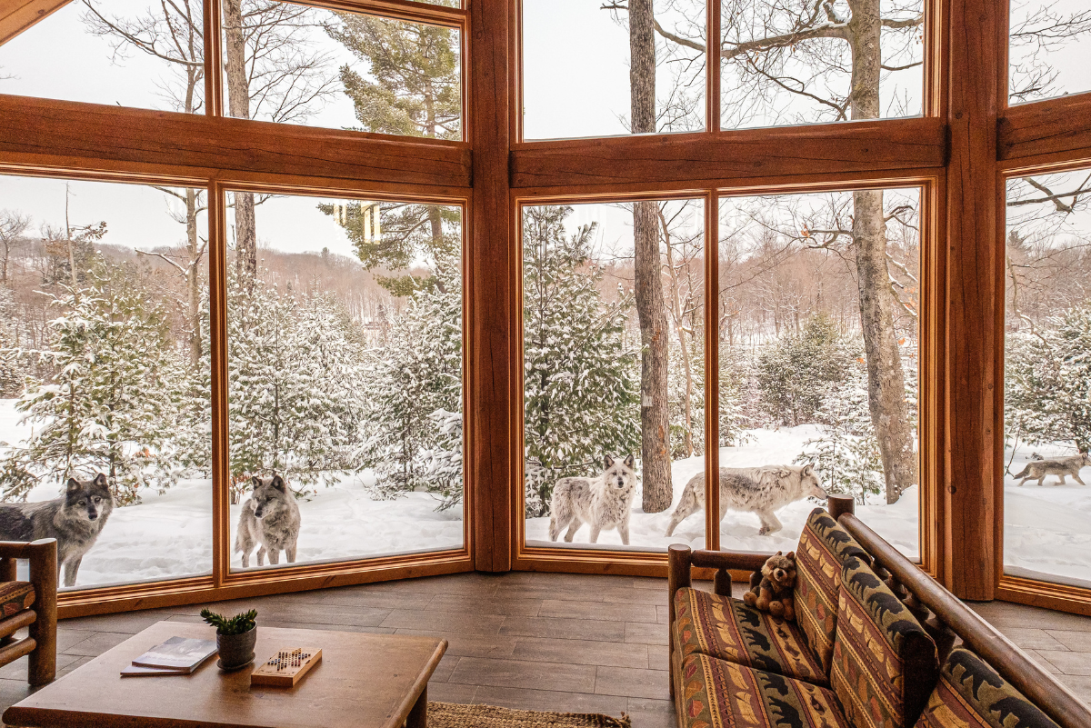 Image from inside the Wolf Lodge at Parc Omega, looking out at the snow covered park, with a pack of Canadian wolves directly outside. 