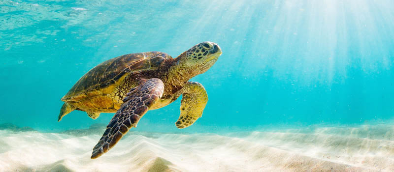 Veilleuse Tortue Des Mers en livraison gratuite