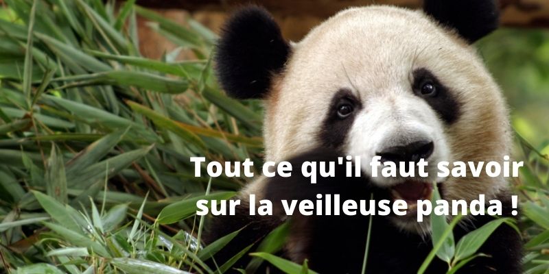 Peluche Veilleuse Panda  My Veilleuse - Anthony Duong