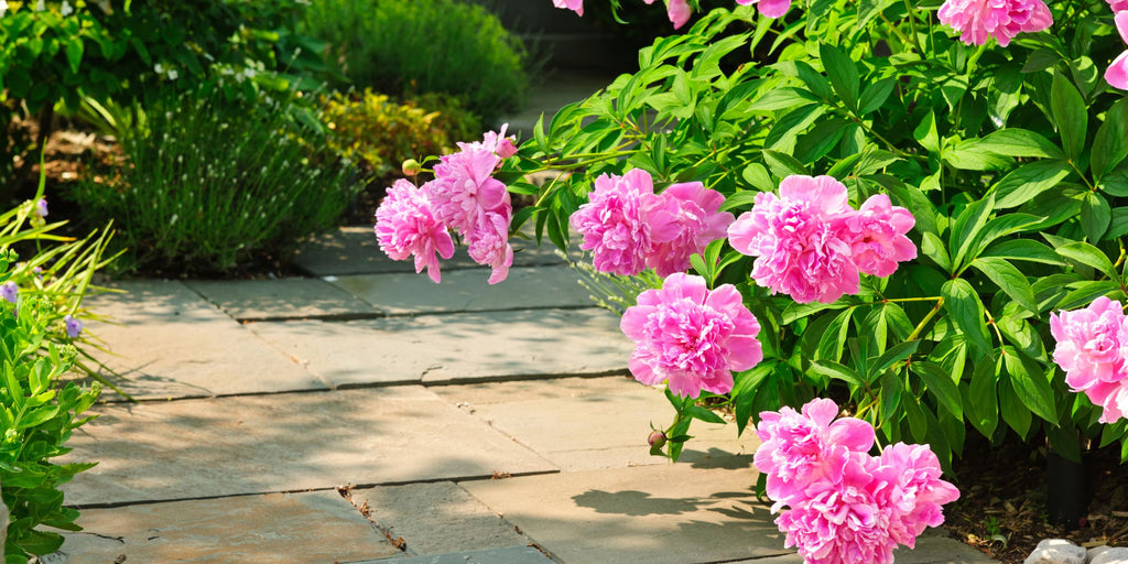 Dalles de pavage posées dans le jardin comme allée de jardin