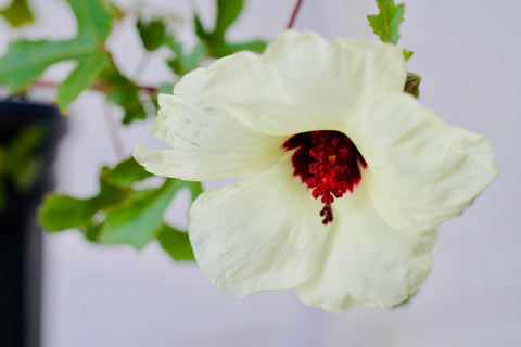 Hibiscus aculeatus flower