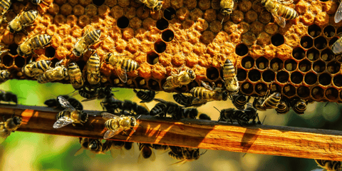 bees in hive