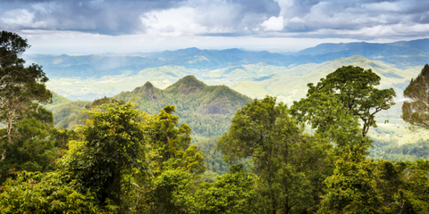 australian manuka honey forests