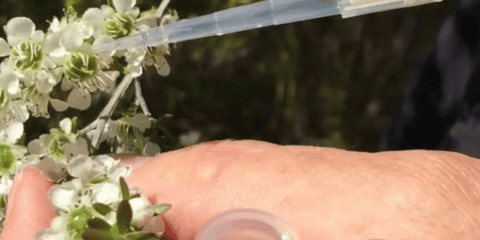 testing manuka flowers for potency and strength mgo 2000