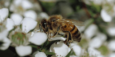 bee gathering nectar from the manuka flower