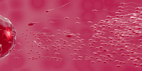 Bild einer menschlichen Eizelle, auf die Spermien zuschwimmen