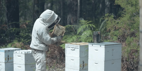 beekeeper with bee hives in australian manuka honey forest