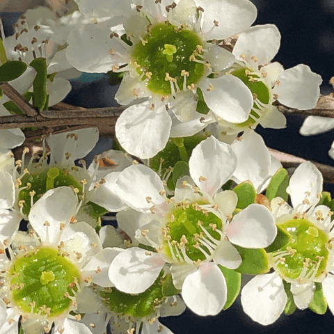 australische Manuka-Blüten
