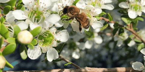 australian manuka flowers with a bee