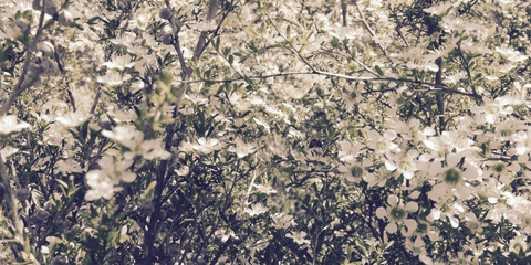 australische Manuka-Blüten