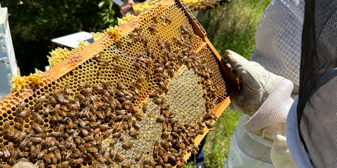 abeilles dans la ruche