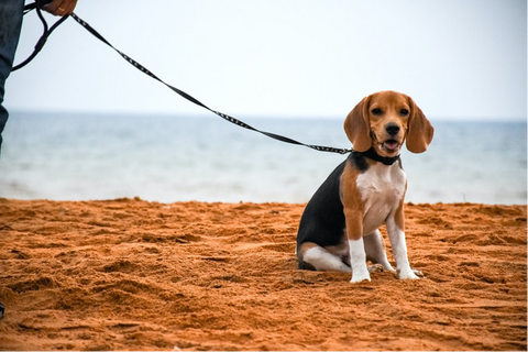 beagle on a leash on the beach