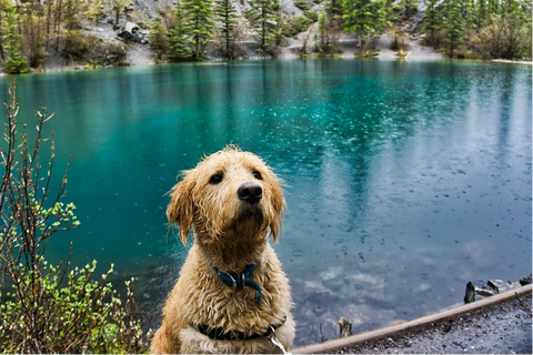furry wet dog on the shore of a lake
