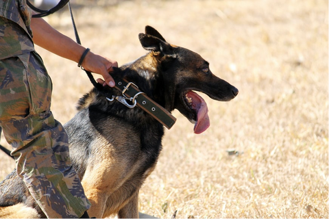 german shepherd with a tactical dog collar