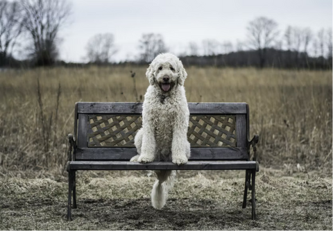 white dog on a bench