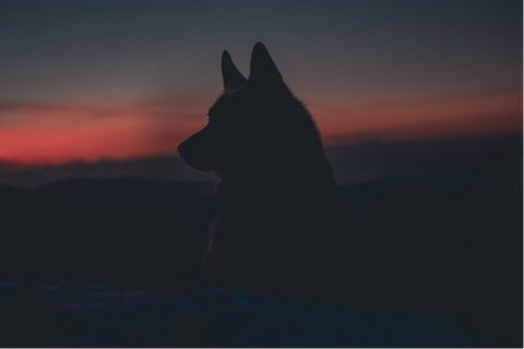 husky dog against a sunset