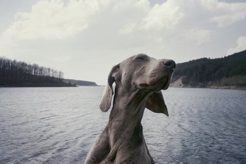 gray dog in front of a lake