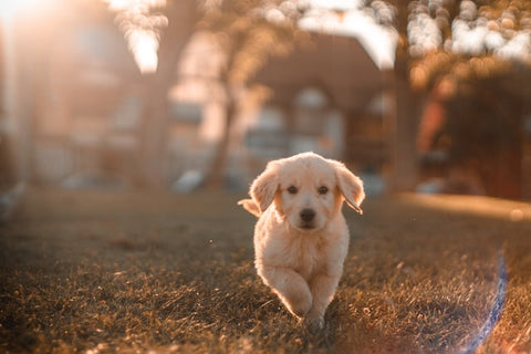 yellow labrador puppy running