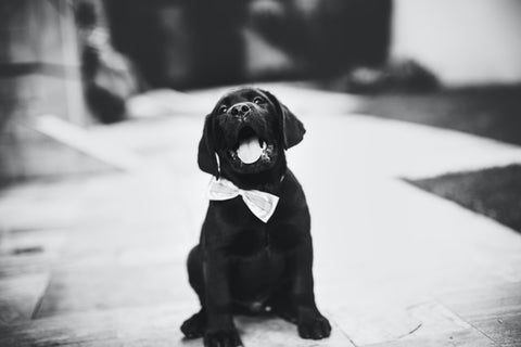 black labrador puppy with a bow-tie