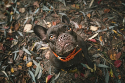 black french bulldog with an orange collar