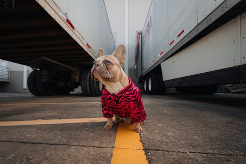 small french bulldog with fancy clothes