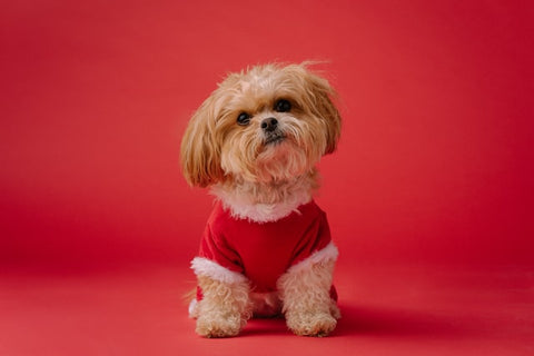 small morkie dog on red background