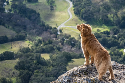 short-coated brown dog on top of a mountain