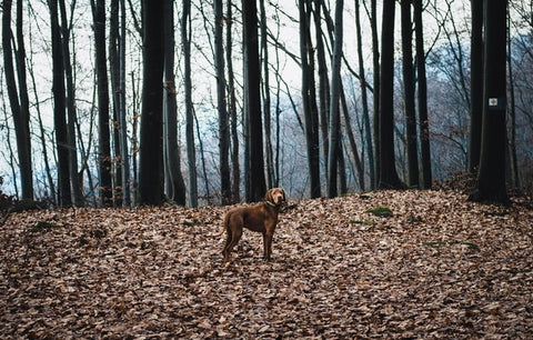 brown dog in the woods