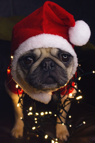 pug wearing a Christmas hat with lights