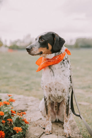 black and white dog with orange bandana