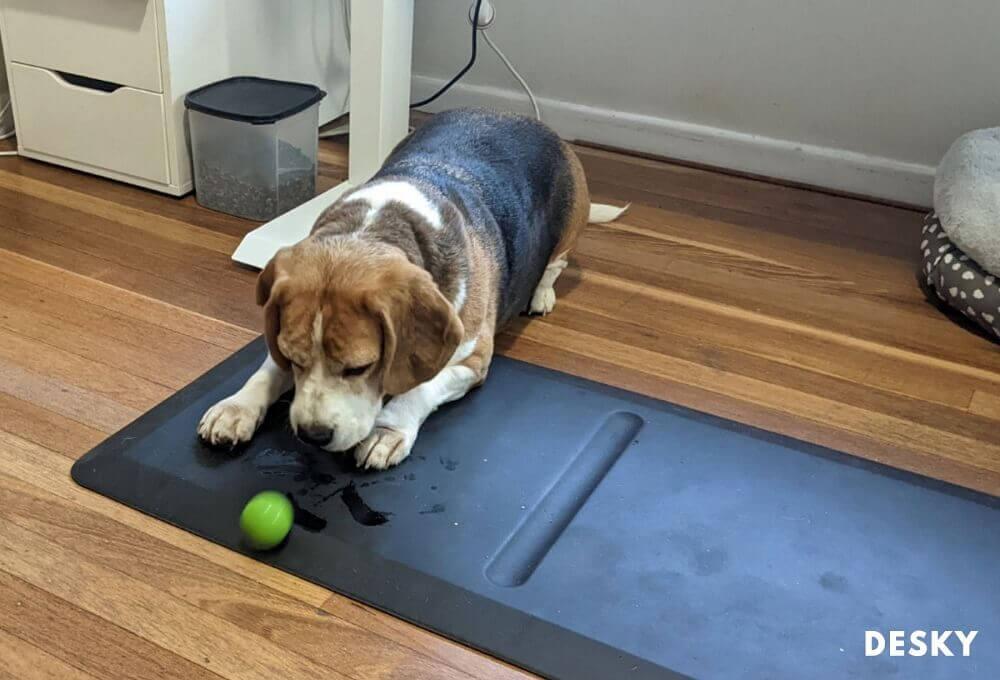 Dog playing on an anti fatigue mat that is used for home office