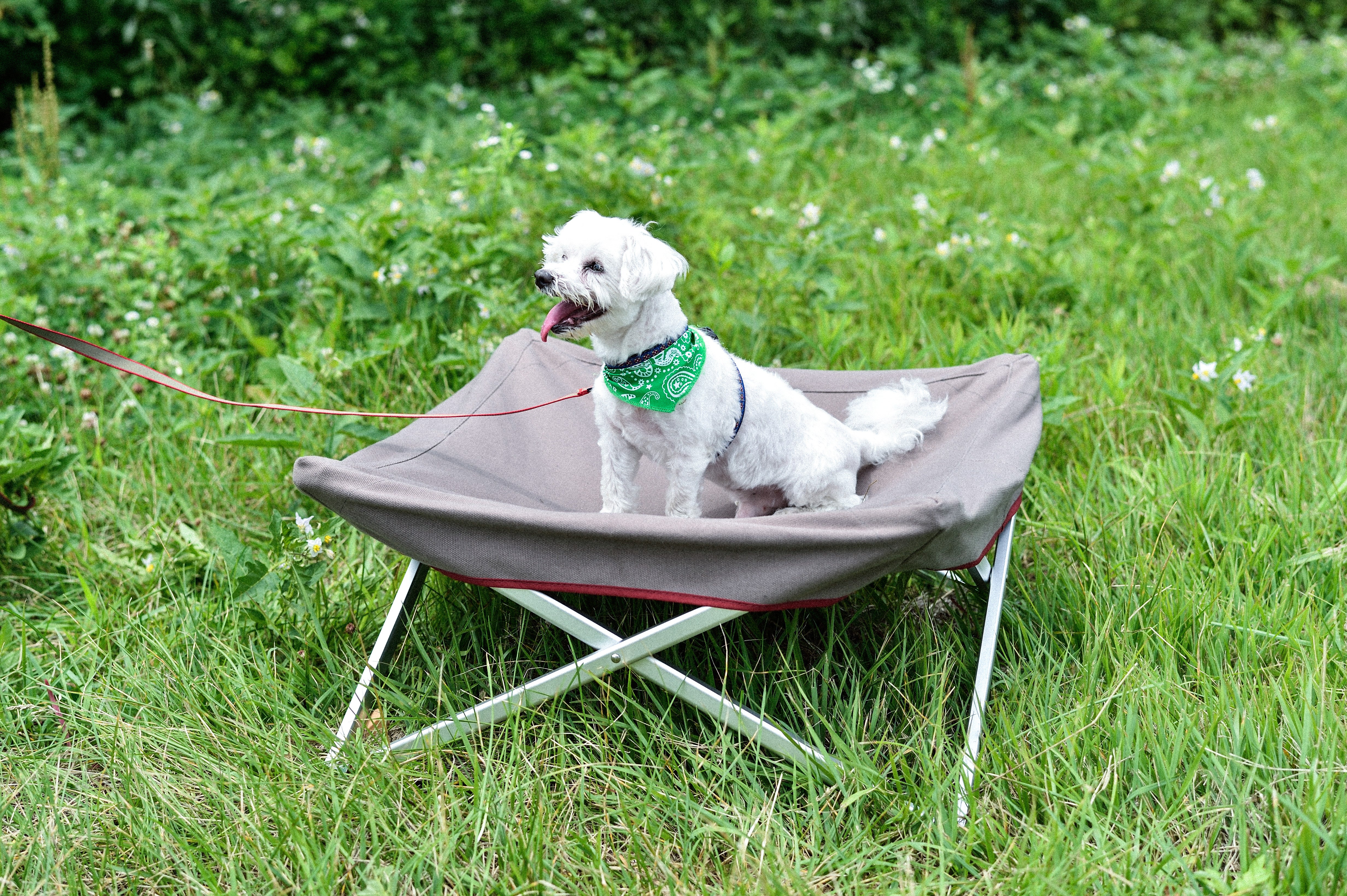 SNOW PEAK DOG COT