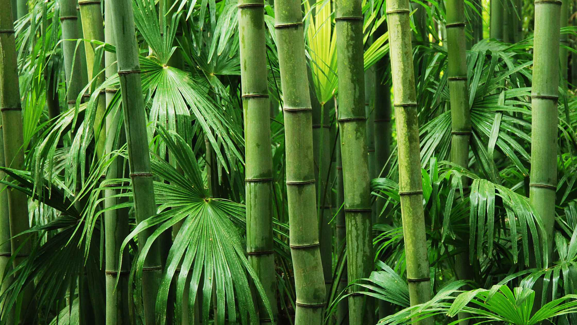 Image of a bamboo plants - Bamboo Toilet paper