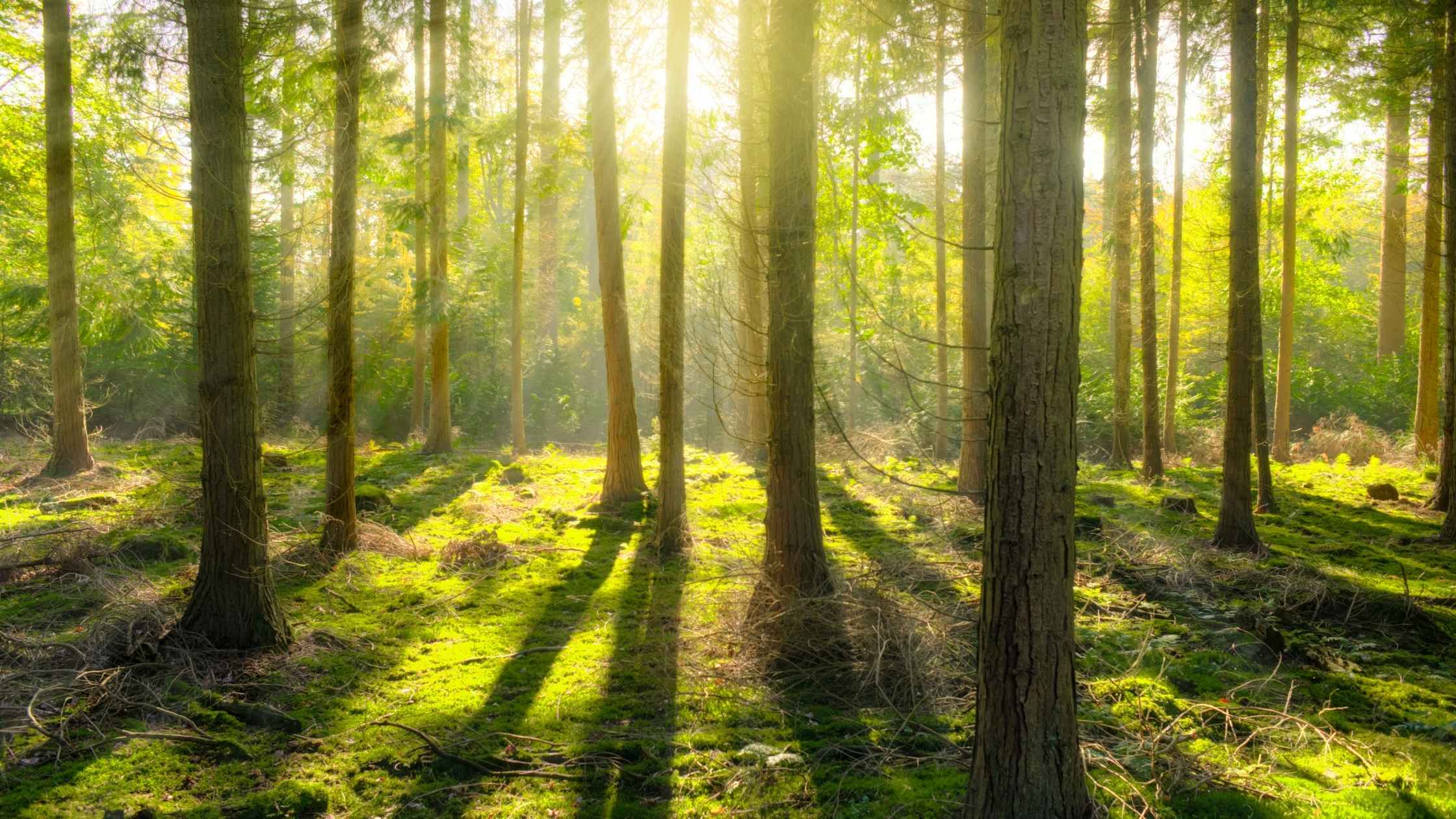 Picture of a forest - normal toilet paper harvested from trees