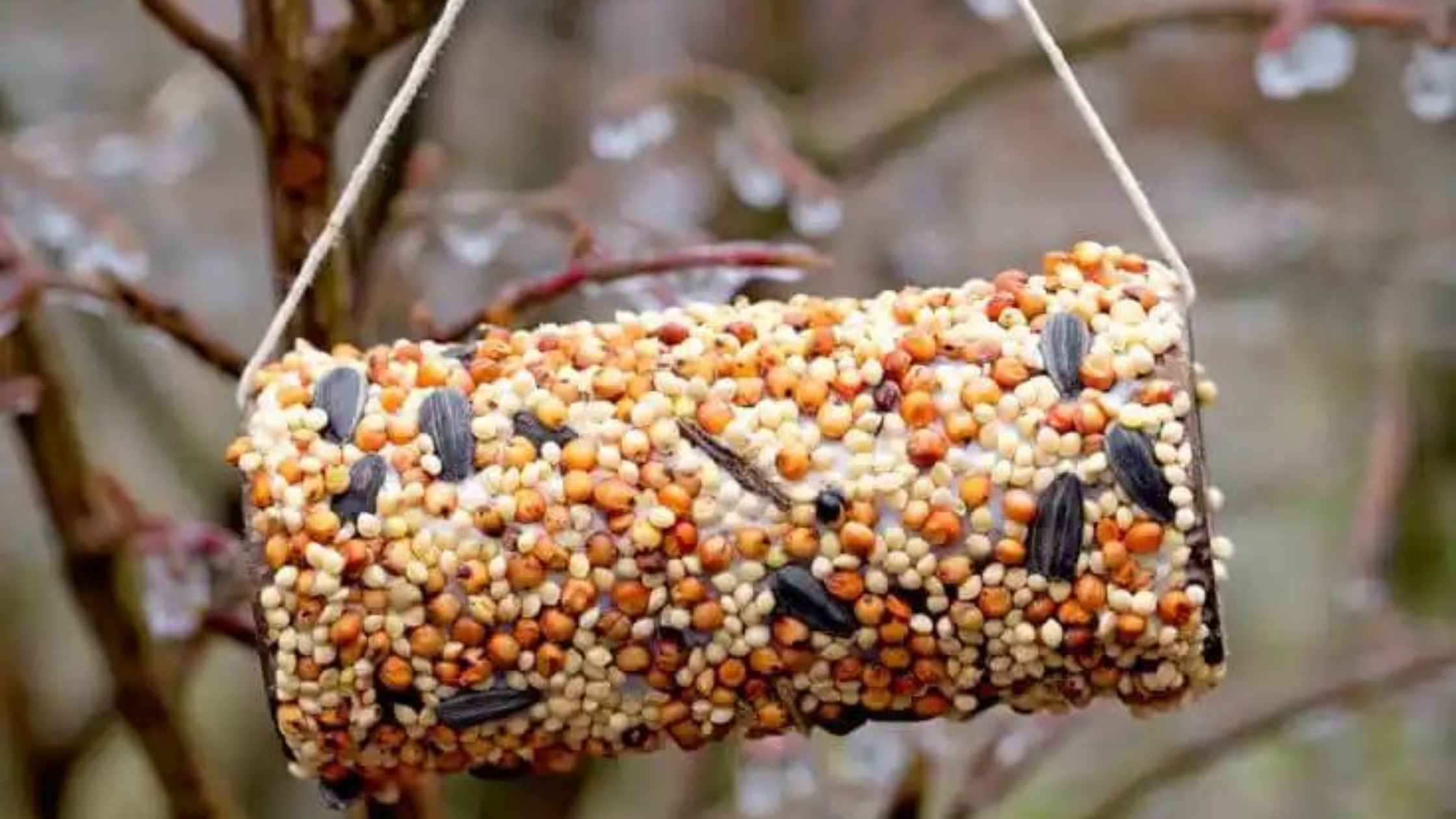 toilet paper crafts bird feeder