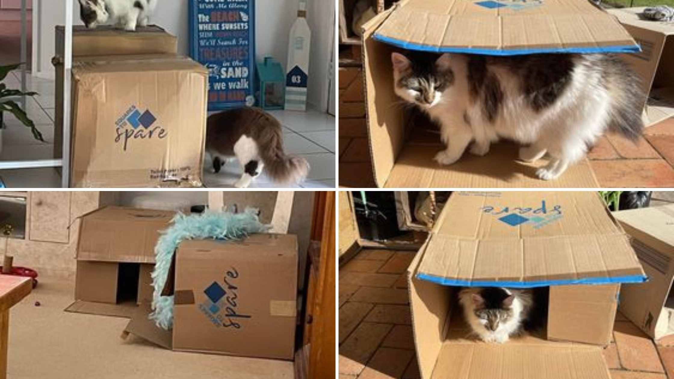 Image of cats climbing on and in a Squares to Spare box
