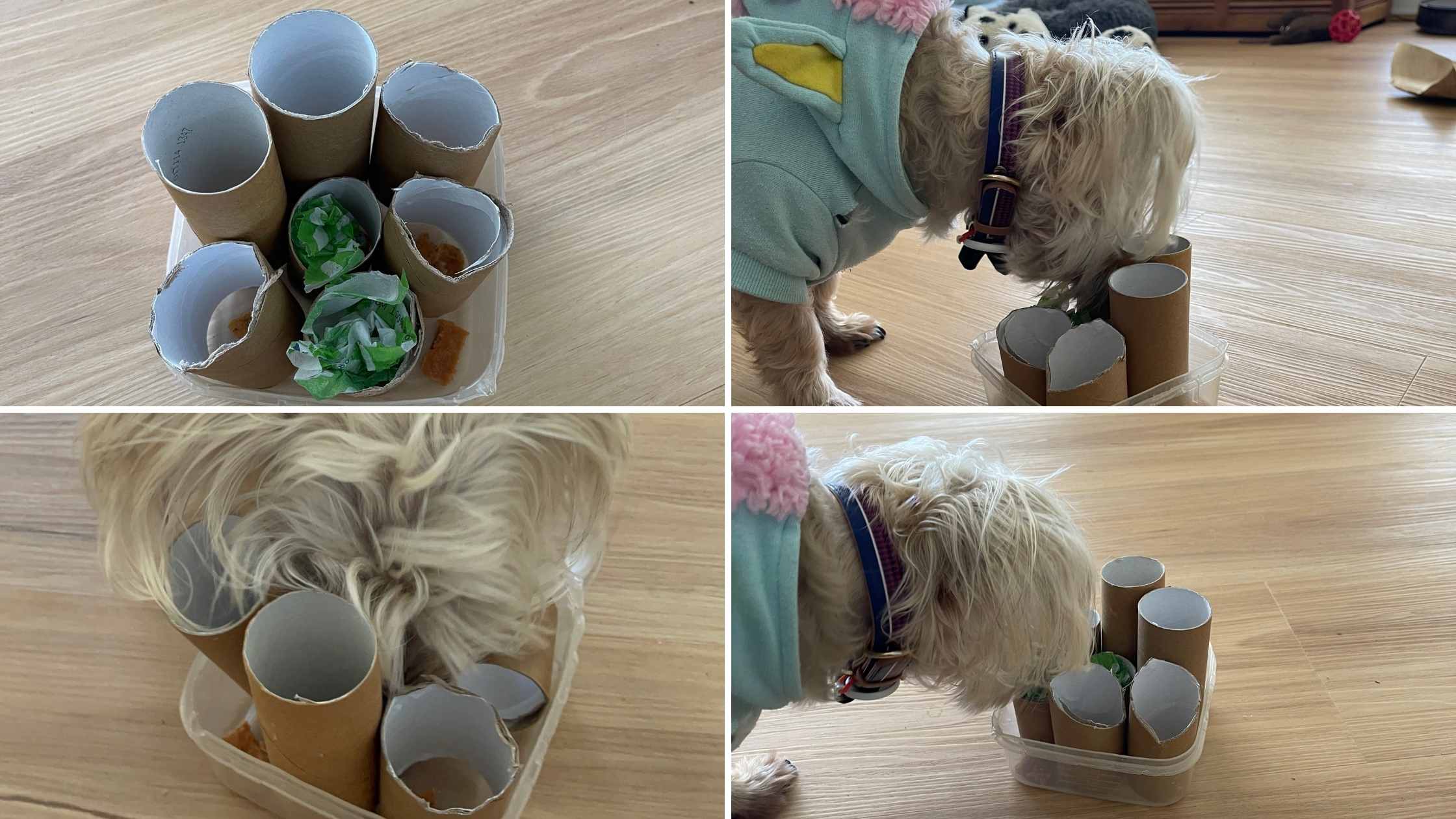 Image of dog getting treats from toilet roll treat puzzle