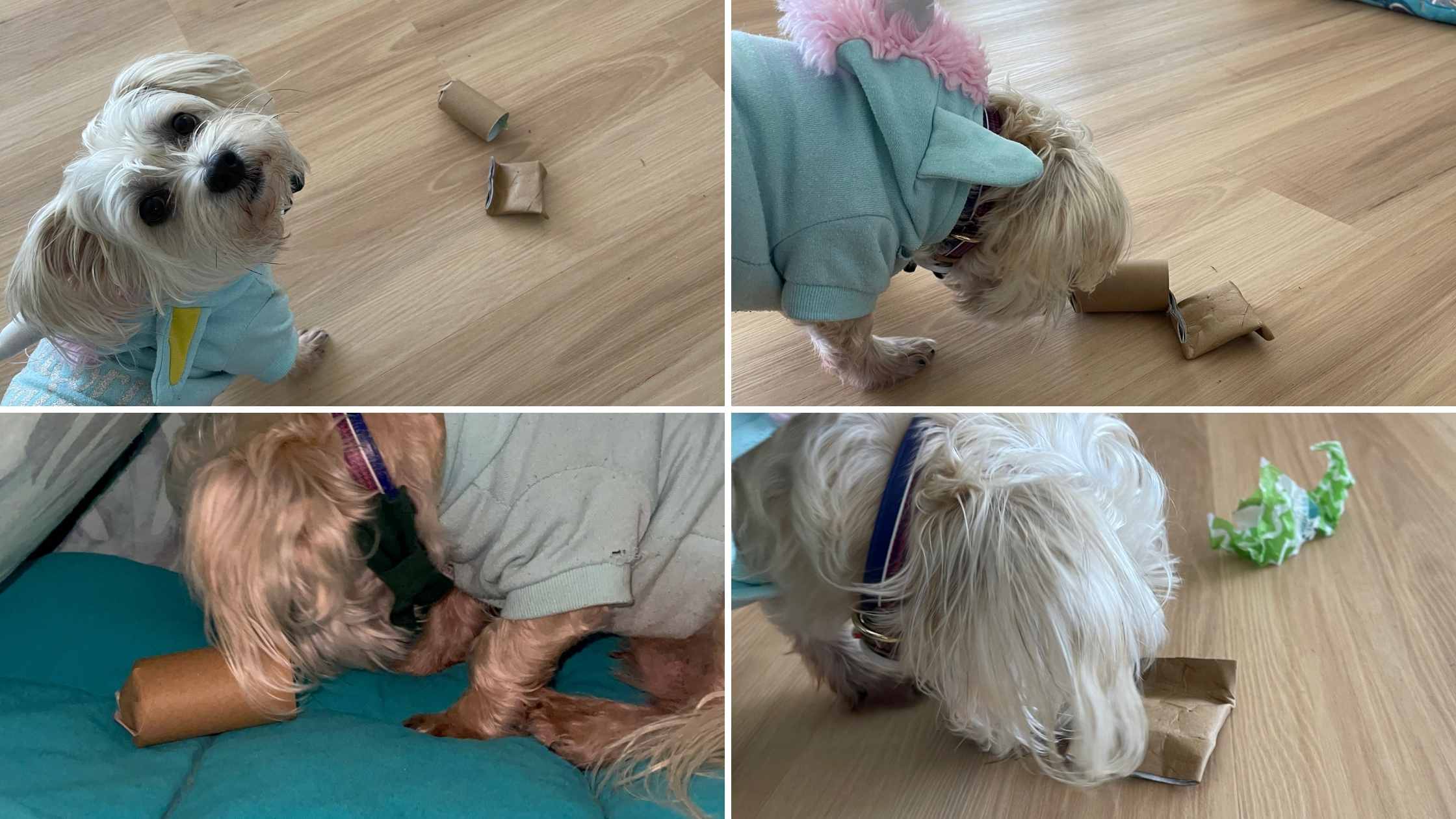 Four way image of dog playing with toilet roll with treats in them