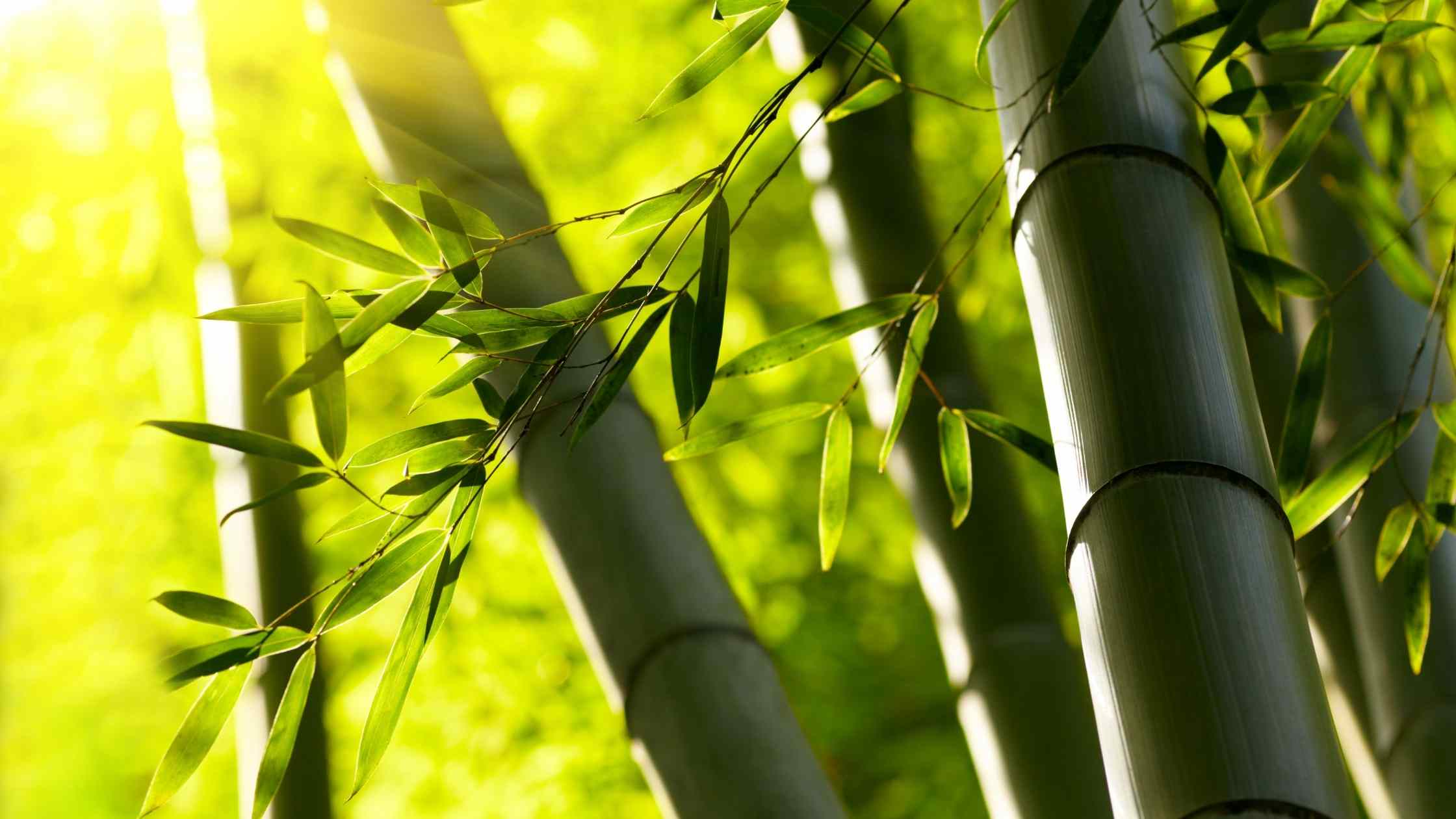 sustainability 100% bamboo