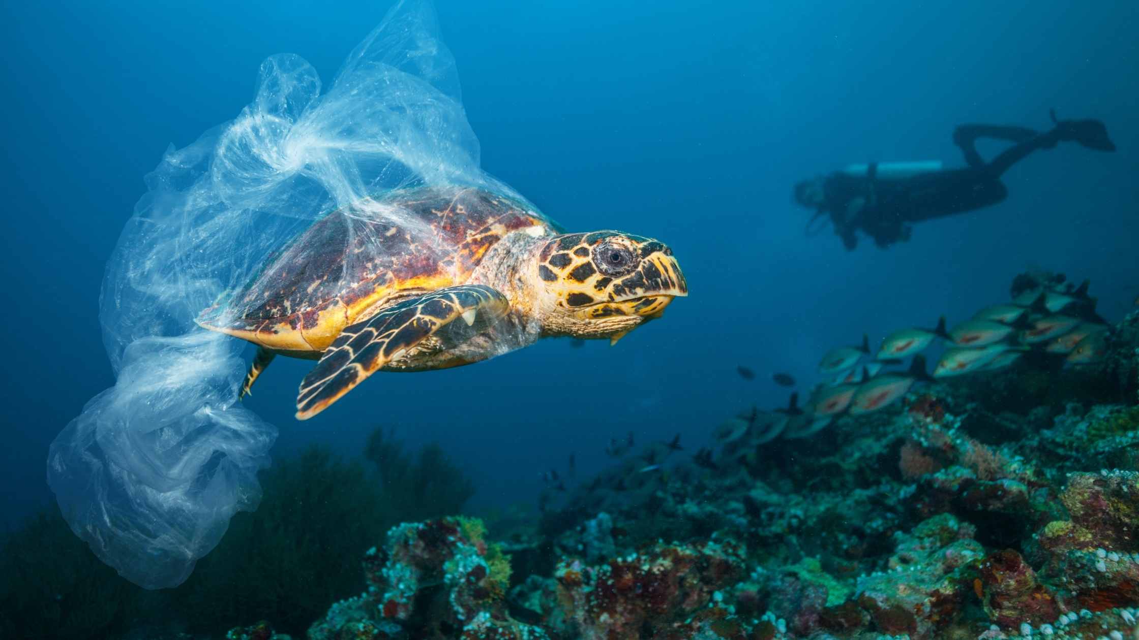 plastic-free image of a turtle with plastic bag wrapped around it