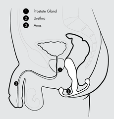cross section illustraion of Aneros Eupho Trident Prostate Stimulator inserted