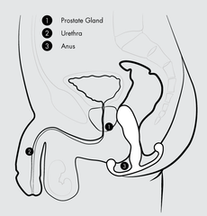 Aneros Helix Trident Prostate Stimulator inserted illustration