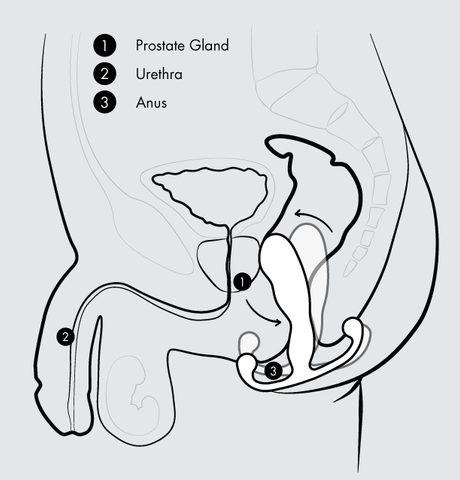 cross section illustraion of Aneros Eupho Trident Prostate Stimulator inserted movement