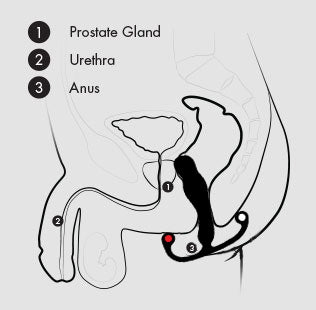 Aneros Eupho Syn Trident Prostate Stimulator