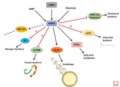 ampk signaling pathway chart