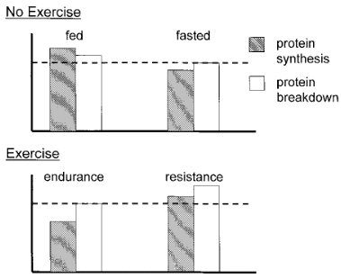 protein synthesis exercise breakdown