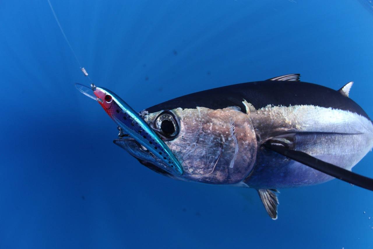 Tuna Fishing Guide – Halco Lures