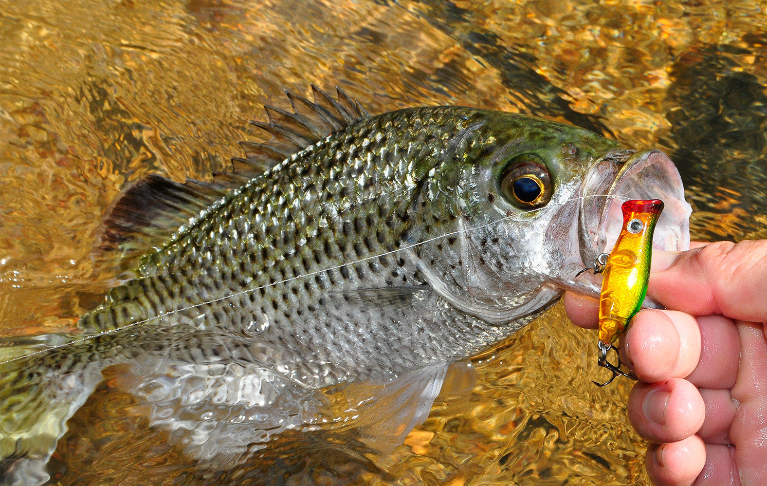 Siver and Golden Perch Fishing Guide – Halco Lures