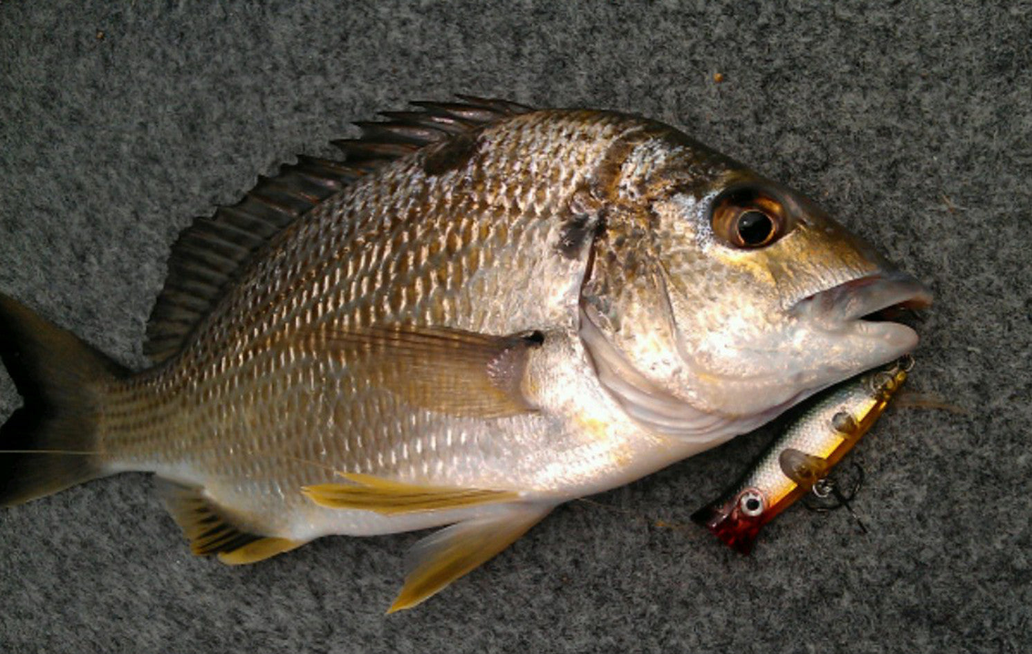 Black Bream Fishing Guide – Halco Lures